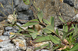 Silene rupestris (C302051)