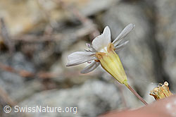 Silene rupestris (C302054)