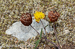 C302081: Braun-Klee (Trifolium badium)