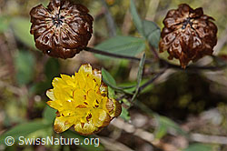 C302082: Braun-Klee (Trifolium badium)