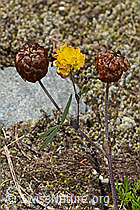 C302083: Braun-Klee (Trifolium badium)