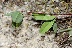 C302086: Braun-Klee (Trifolium badium)