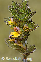 Zwerg-Augentrost (Euphrasia minima) (C302090)