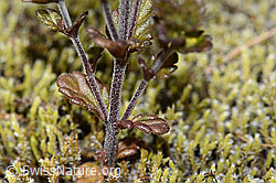 Zwerg-Augentrost (Euphrasia minima) (C302091)