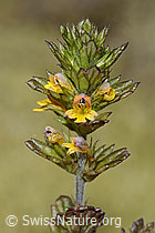 Zwerg-Augentrost (Euphrasia minima) (C302094)