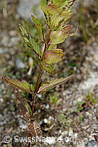 Schmalblättriger Klappertopf (Rhinanthus glacialis) (C302097)