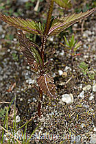 Schmalblättriger Klappertopf (Rhinanthus glacialis) (C302098)