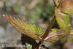 Schmalblättriger Klappertopf (Rhinanthus glacialis) (C302101)