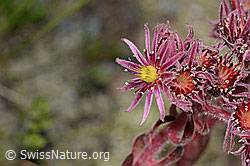 C302120: Berg-Hauswurz (Sempervivum montanum)