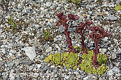 Sempervivum montanum (C302121)
