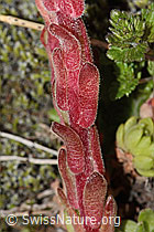Sempervivum montanum (C302125)