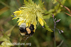 Heide-Erdhummel (Bombus cryptarum) an Gegenblättrigem Steinbrech (Saxifraga oppositifolia)