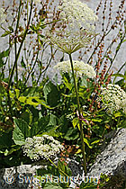 C302141: Meisterwurz (Peucedanum ostruthium)