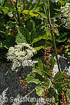 C302142: Meisterwurz (Peucedanum ostruthium)