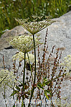 C302143: Meisterwurz (Peucedanum ostruthium)