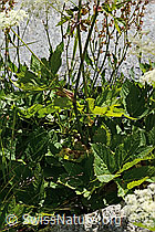C302144: Meisterwurz (Peucedanum ostruthium)