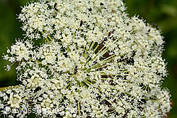 C302145: Meisterwurz (Peucedanum ostruthium)