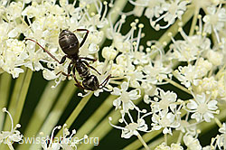 Meisterwurz (Peucedanum ostruthium)
