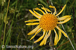 C302192: Arnika (Arnica montana)