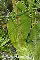 C302195: Arnika (Arnica montana)