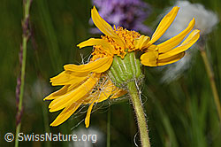 C302196: Arnika (Arnica montana)