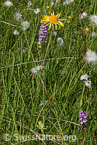 C302198: Arnika (Arnica montana)