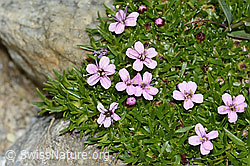 Kiesel-Polsternelke (Silene exscapa) (C303939)