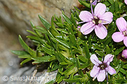 Kiesel-Polsternelke (Silene exscapa) (08.2024, C303941)
