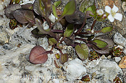 Alpen-Schaumkraut (Cardamine alpina) (C303960)