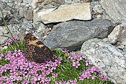 Kiesel-Polsternelke (Silene exscapa)