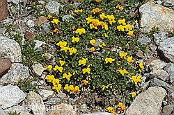 Alpen-Hornklee (Lotus alpinus) (C303982)