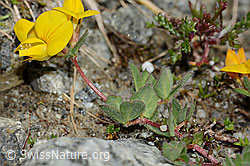 Alpen-Hornklee (Lotus alpinus) (C303991)