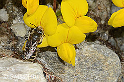 Hornklee-Felsenbiene (Hoplitis loti) auf Alpen-Hornklee (Lotus alpinus) (C303994)