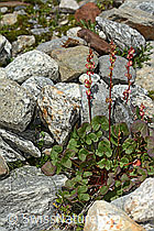 C304008: Säuerling (Oxyria digyna)