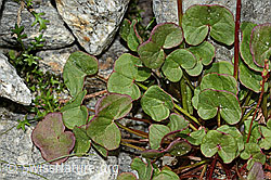 C304014: Säuerling (Oxyria digyna)