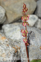 C304015: Säuerling (Oxyria digyna)