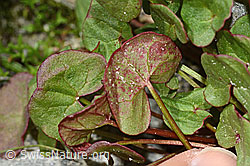 C304017: Säuerling (Oxyria digyna)