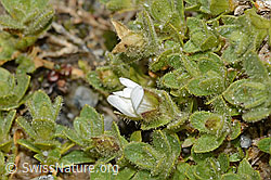 Cerastium uniflorum (C304035)