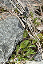 Veronica alpina (08.2024, C304063)