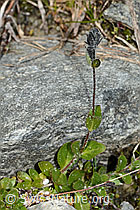 Alpen-Ehrenpreis (Veronica alpina) (C304069)