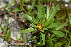 Fleischers Weidenröschen (Epilobium fleischeri) (C304070)