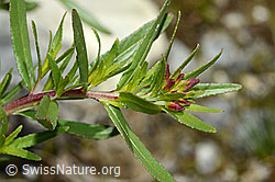 Fleischers Weidenröschen (Epilobium fleischeri) (C304072)