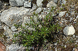 C304082: Fleischers Weidenröschen (Epilobium fleischeri)