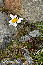 C304100: Gewöhnliche Alpenmargerite (Leucanthemopsis alpina)