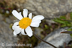 C304101: Gewöhnliche Alpenmargerite (Leucanthemopsis alpina)