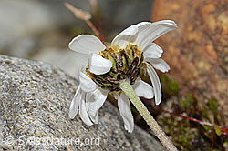 C304104: Gewöhnliche Alpenmargerite (Leucanthemopsis alpina)