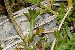 C304106: Gewöhnliche Alpenmargerite (Leucanthemopsis alpina)