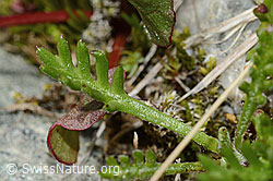 C304107: Gewöhnliche Alpenmargerite (Leucanthemopsis alpina)