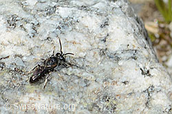 Verkannte Maskenbiene (Hylaeus confusus) (C304114)