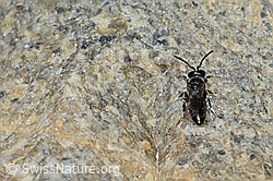 Verkannte Maskenbiene (Hylaeus confusus) (C304116)